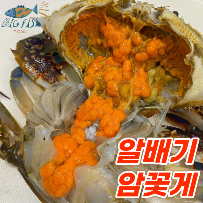 [빅피쉬마켓] 서해안 생물 제철 활 암꽃게 알배기, 1박스, 1kg (3-5미)