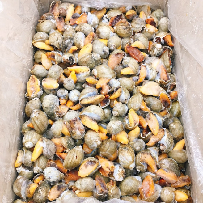 자연산 서해안골뱅이 약7kg 벌크형 1박스 코고동/구두발골뱅이 중사이즈 도매/업소용, 1