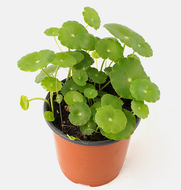 갑조네 워터코인(소품), 2개, 단일