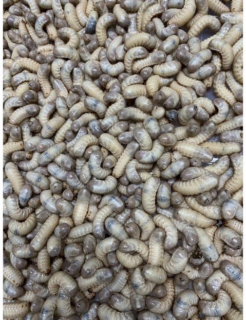 식용 곤충 국내산 100% 생굼벵이 생꽃벵이 500g 농장직접사육, 1개