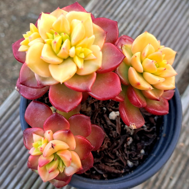 [예쁜다육 희귀다육] 한눈에 몰아보기, 29번- 중품다육 매직잼골드, 1개