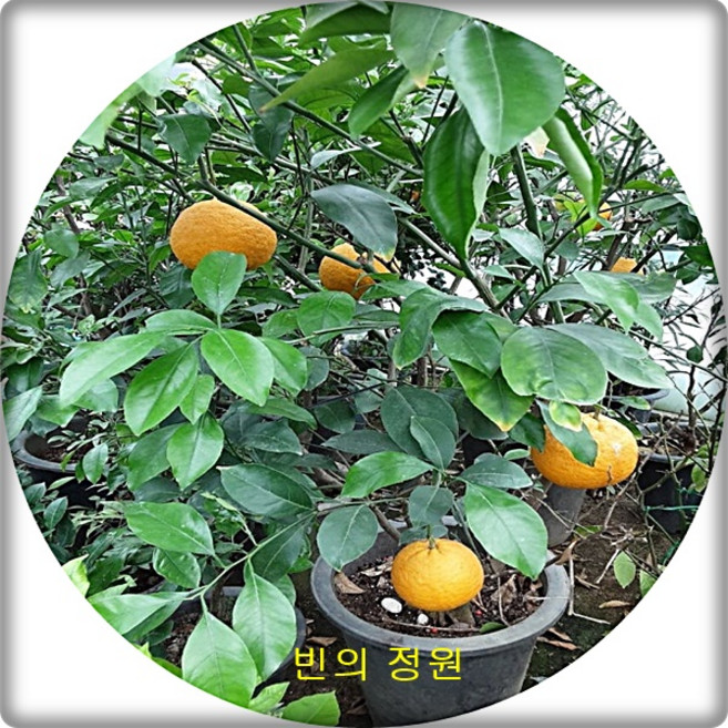 하귤나무 Citrus natsudaidai Hayata 여름귤나무 황금하귤 묘목 대품 화분선물 애완식물 플랜테리어 유실수