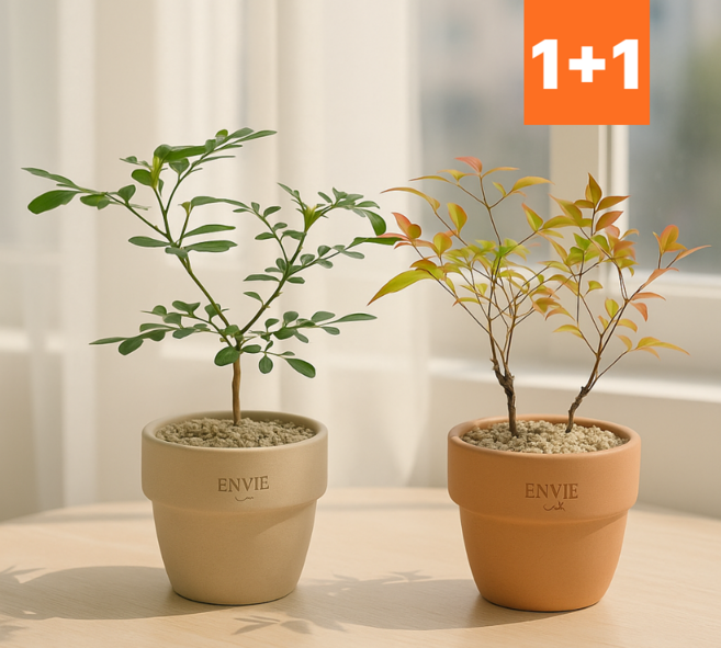 1+1 오렌지 자스민 + 남천나무 관엽식물 소형 반려식물 키우기 플랜트메이트