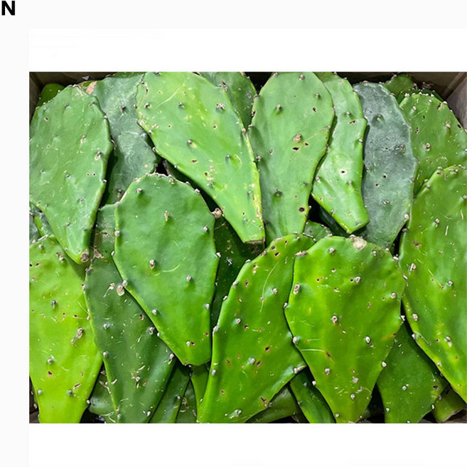 백년초 줄기 5kg, 1개