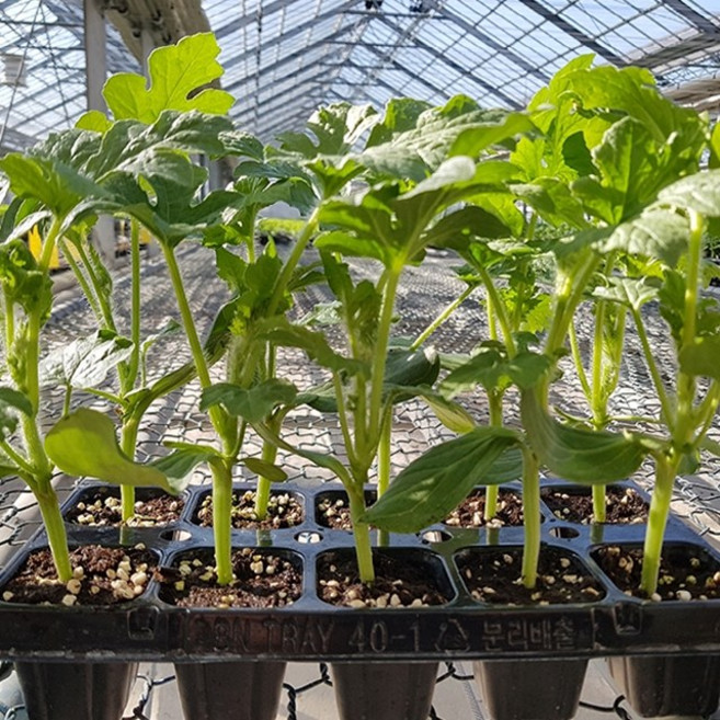 원예용 망고수박 과일 모종 5주, 1개, 공주 망고수박모종5주