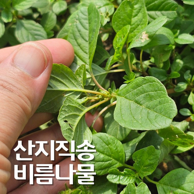 경남 고성 생 비름나물 장명채 1kg, 1개