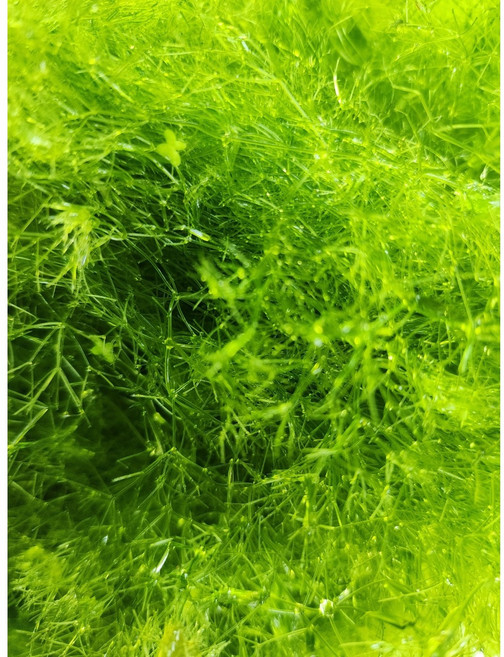 타누키모 종이컵 1컵, 1개