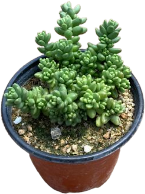 그린플랜트 다육식물 알붐바위솔 1+1