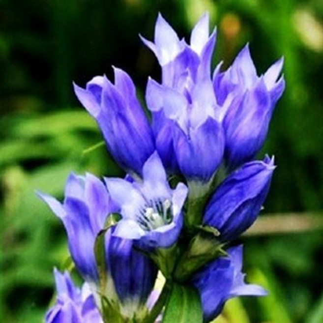 용담-블루 노지월동 야생화 모종 -10cm포트 두개셋트 Q973