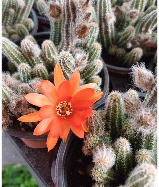 행복한꽃순이//백단선인장/손가락(주황) 3개 묶음