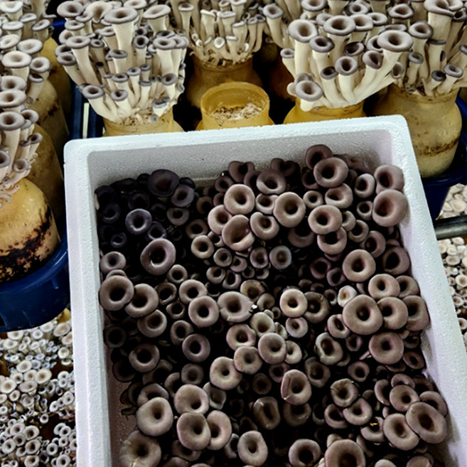 산지직송 당일발송 친환경 무농약 GAP 인증 친환경 느타리버섯 2KG 대용량 흑타리 키움의미학, 1개