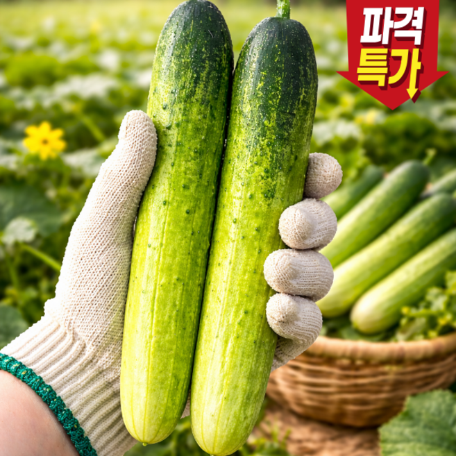 [작년1등농가] 시원아삭 고당도 백다다기오이 오이, 1박스, 2kg