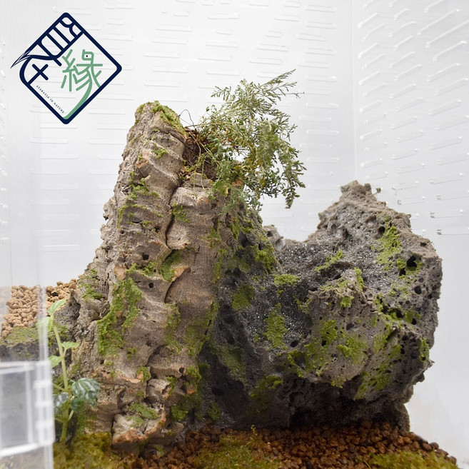 自在緣 獨家設計生態缸 爬蟲/守宮/陸龜/樹棲 飼養箱, 1個, 凜生態30*20*40(高缸)