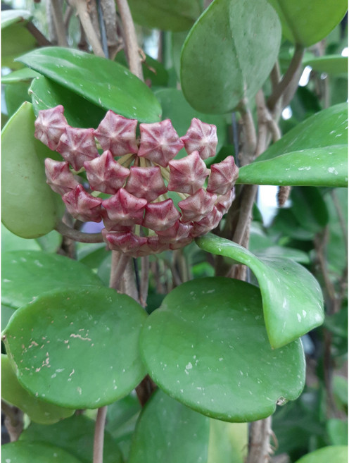 [근이네식물원]예쁜꽃호야 카노사/수입식물