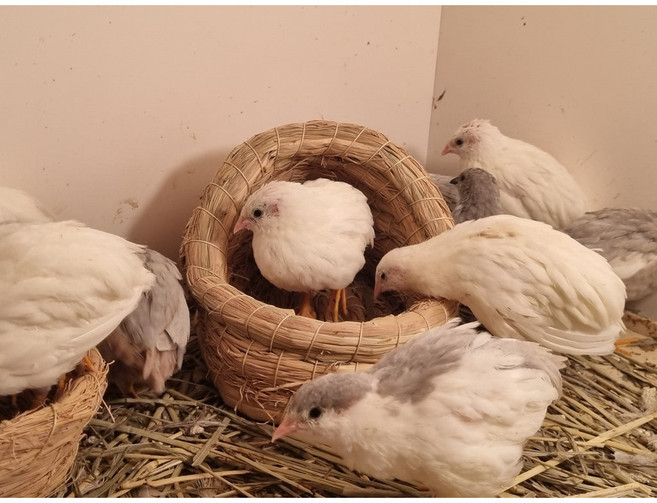 미니메추리 둥지 은신처 조류둥지 (돔형둥지)