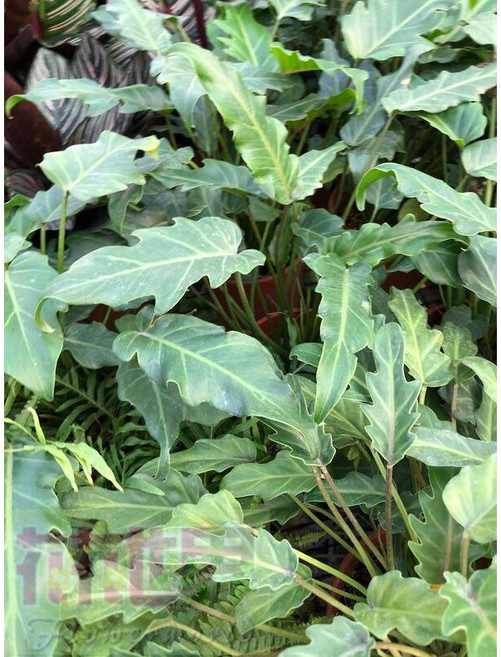 花花世界 奧利多 室內植物 6吋盆 盆栽 (高20-30cm) 好照顧, 1個