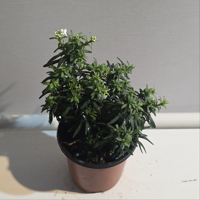 이메리스 눈꽃 노지월동 야생화 백설공주 모종 에이피플랜츠, 4개, 기본