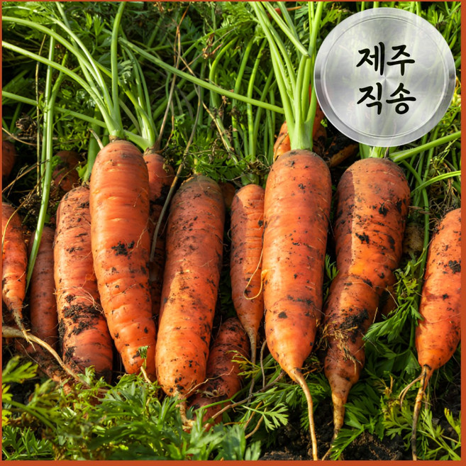 [딱100박스만] 달큰아삭 당일수확 제주구좌 햇 흙당근, 1개, 10kg