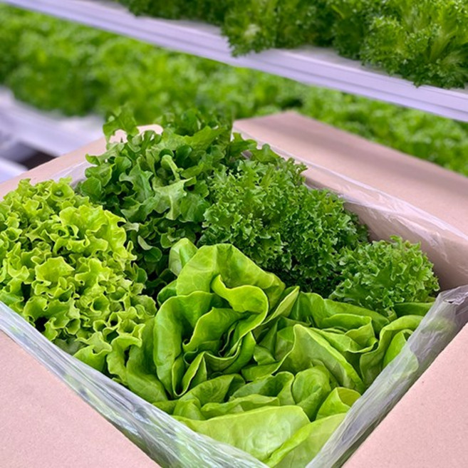 바른팜 무농약 유러피안 샐러드 야채 쌈채소 대용량 채소모둠 (2~3종 모둠), 1박스, 1kg