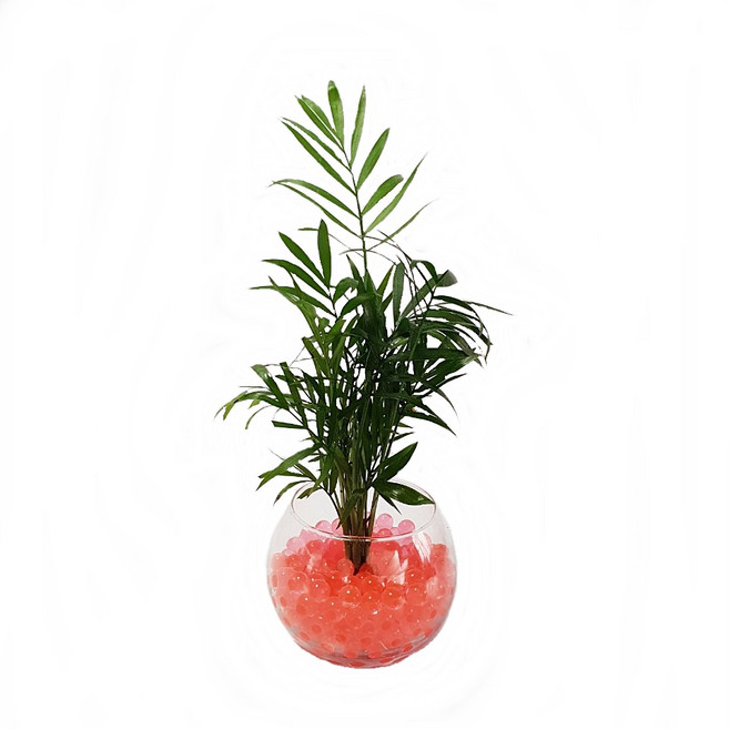트리앤 젤리소일 1+1 푸딩병 개운죽 / 테이블야자 스킨답서스 아이비식물 워터비즈 답례품 공기정화식물 실내습도조절 유리병 칼라소일 칼라스톤 칼라자갈 색돌 수경식물, 05-1. 단지병 젤리 테이블야자(빨강) 1개