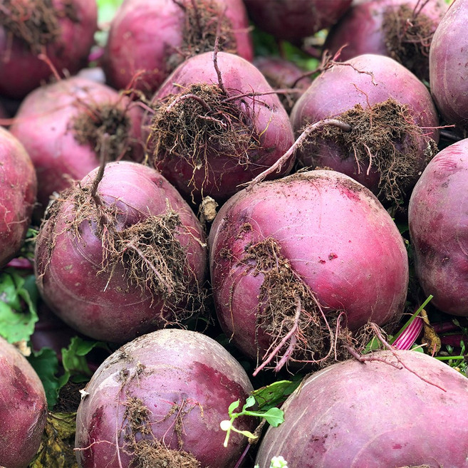 농장직송 제주 레드비트 프리미엄 국내산, 1박스, 3kg