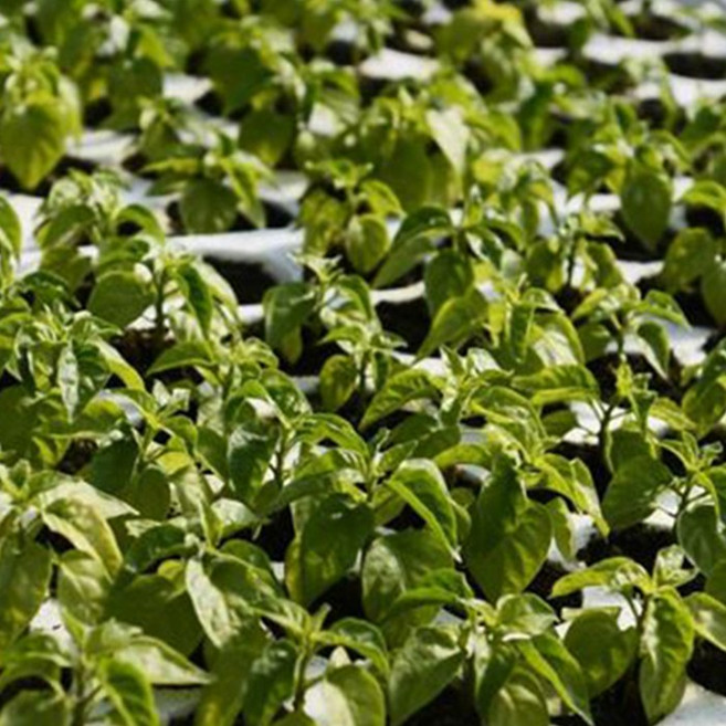 청양고추 모종, 100g, 20개