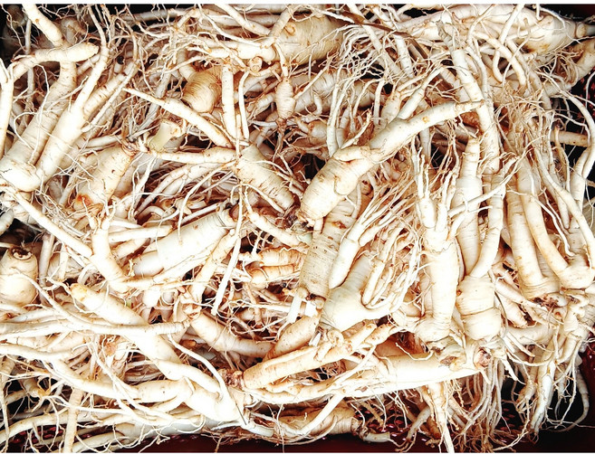 인삼 5-6년근 1kg 못난이인삼 파지인삼 파삼 난발삼 삼계탕인삼 인삼 홍삼용 파삼, 1개, 세척(0)