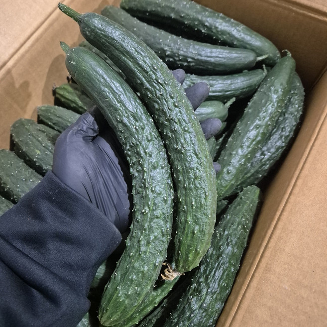 [국내산] 아삭한 가시오이 특 상 / 2kg 3kg 5kg, 1개, 5kg (상)