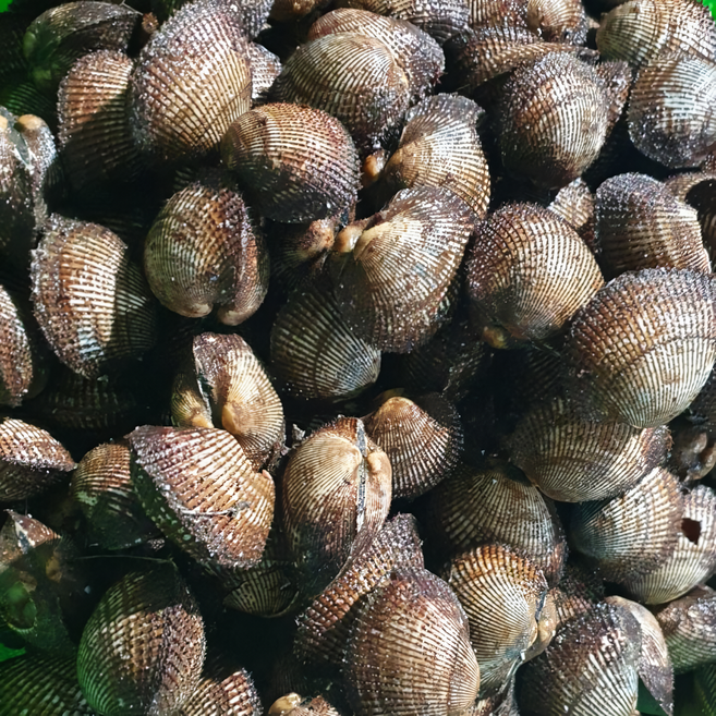 남해안 피꼬막 생물 피조개 cockle, 1개, 5kg