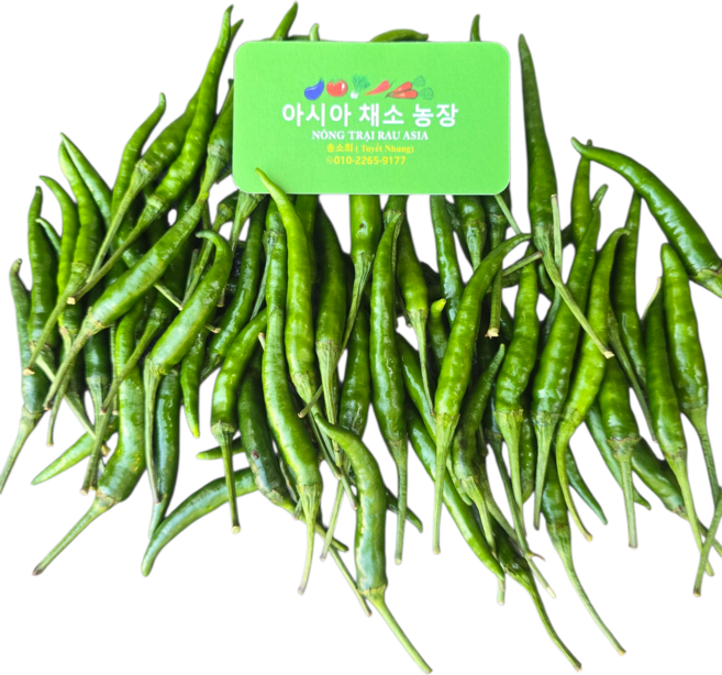 태국 파란고추 100g/베트남고추/ ot xanh /매운 고추/아시아 농장 송소희, 100g, 1개