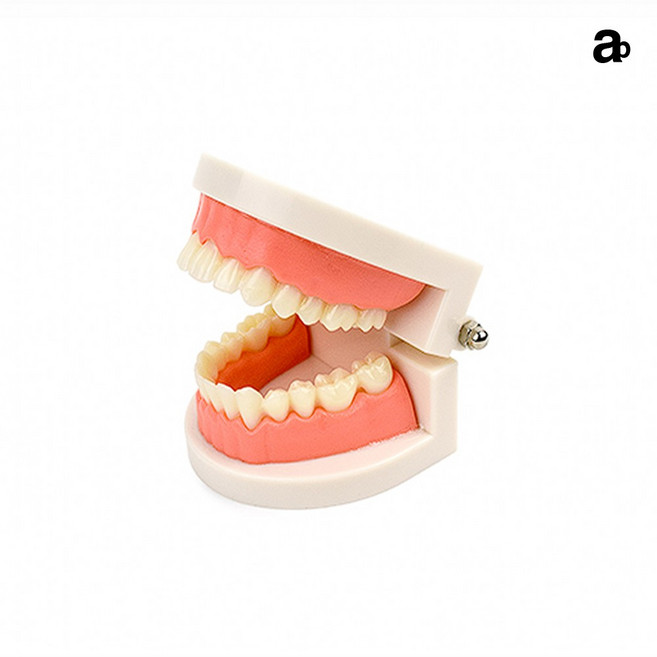 교육용 치아모형 이빨 구강 모형 치아모형양치교구