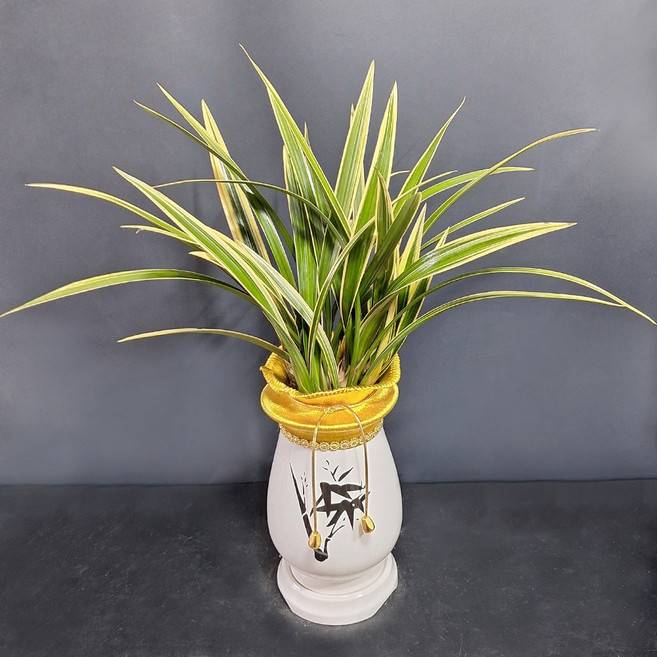 꽃썸플라워 동양란 [서울.수도권만 주문/당일배송] 승진 취임 개원 개업 축하난 황금일향(고급분), 1개