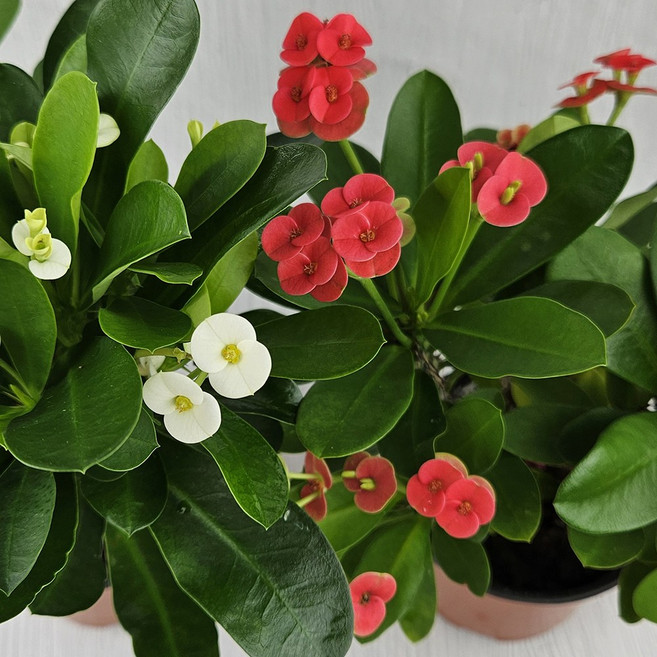 아비가든 꽃기린 레드 화이트 1+1 받침포함 키우기쉬운식물 다육이 선인장