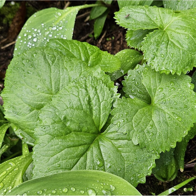 곰취 야생 고산 산나물 장아찌 무침 재료, 1박스, 200g