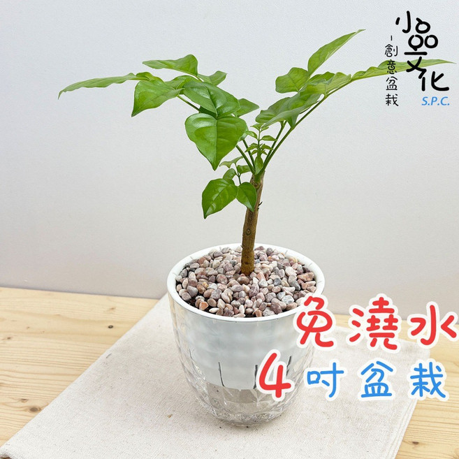 小品文化 進財樹 4吋鑽石免澆水盆栽, 1個, 進財樹+4吋鑽石盆, N/A