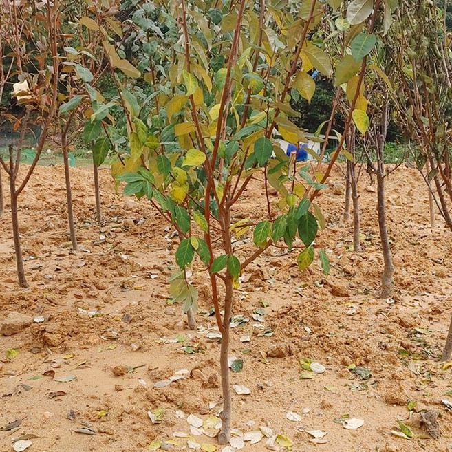 [새싹에서 나무까지] 보리수나무 결실주 R3 (분묘), 1개