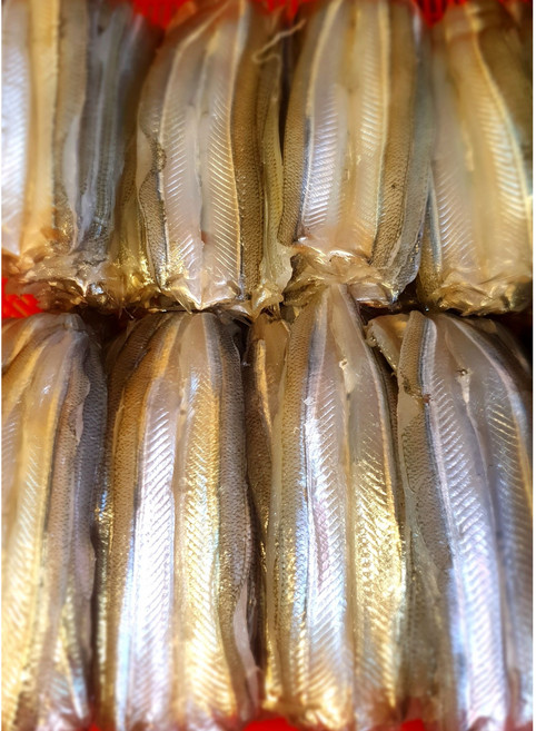 오늘 잡은 국내 자연산 학꽁치회 500g 1kg 초고추장 야채 세트 초밥용 필렛 진공포장, 1박스