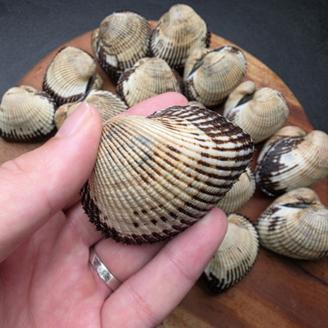 연안 자연산 왕새꼬막 1kg 15~20미 초대형 사이즈 조개살이 꽉꽉, 1세트