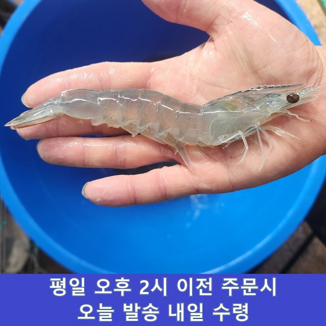 4위 - [산소포장] 생새우 활새우 횟감용 흰다리새우, 1개, 1kg(43미내외) x 1