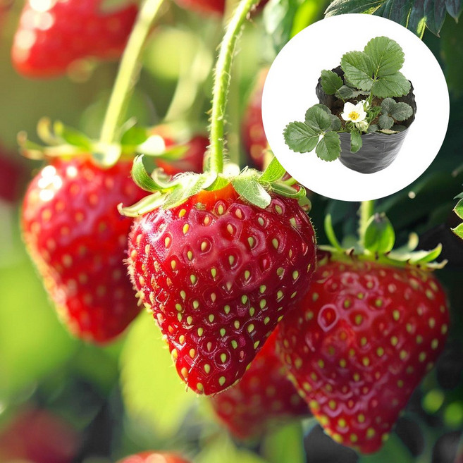갑조네 딸기모종 설향딸기 딸기 텃밭가꾸기 모종키우기, 4개