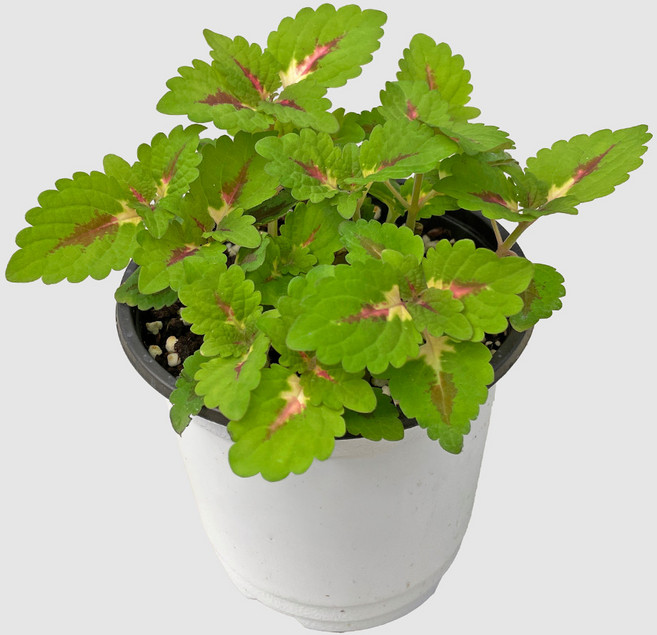 마이플랜트 콜레우스 워터멜론 소형, 2개, 단일