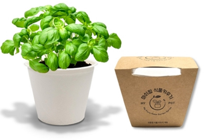 방울토마토 키우기 MS 씨앗 모종 친환경화분 생명과학실험, 바질