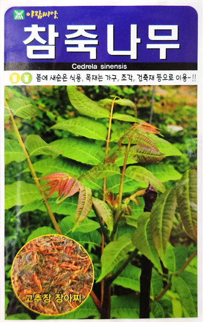 참죽나무 500립 아람 25년 참죽나무씨앗