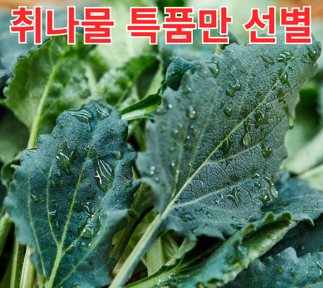 [특품선별] 생 국산 취나물 봄나물, 1박스, 1kg