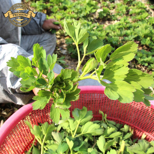 해풍 맞고 자란 산지 직송 거제 방풍 나물 수확 배송 봄나물, 1박스, 500g