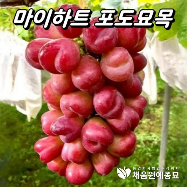 포도나무 신품종 1년생 묘목, 1개, 마이하트(접목1년생)