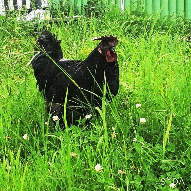 당일손질 오골계 1kg내외 백숙용 약닭 오골계 생닭 한약재무료제공, 1kg, 1개