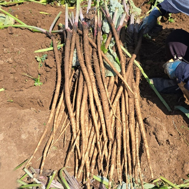 국내산 안동 햇 우엉 산지직송 생우엉, 1개, 알뜰형(가는것) 2kg