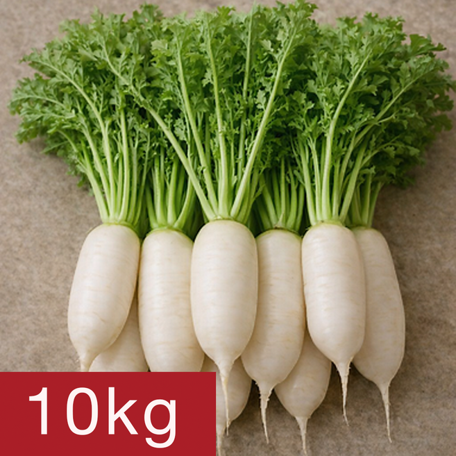 [여수시골농장] 당일제조 국내산 여수 알타리무, 1개, 10kg