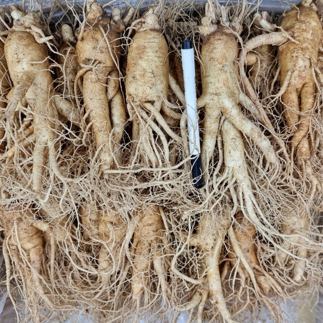 6년근 굵은 홍삼 오쿠용 굵은 뿌리 난발 풍기인삼 한보인삼사, 1.3kg, 1세트